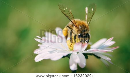 The bee saves pollen for honey stores-