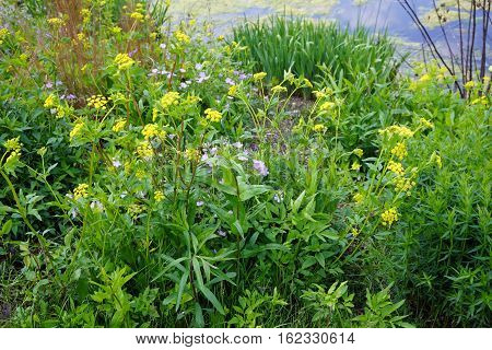 Wild parsnips (Pastinaca sativa) and anemone flowers bloom together next to a small lake in Joliet, Illinois during May.