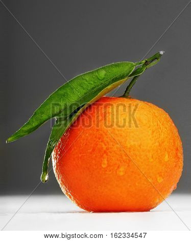Ripe mandarin with leaf close-up on grey gradien background. Tangerine orange with leaf on grey background.