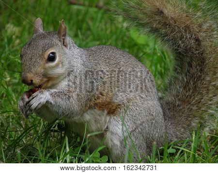 Squirrel eating chestnut in Hyde Park, London, England