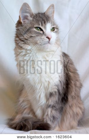 Macska