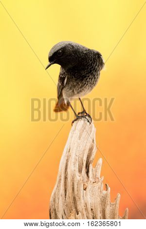 Small bird on a trunk with a beautiful colorfully background