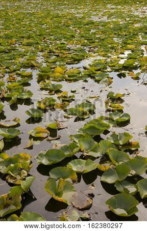 lily pads covering a lake in Minnesota.