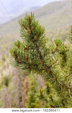 The branches of a pine tree in Colorado.
