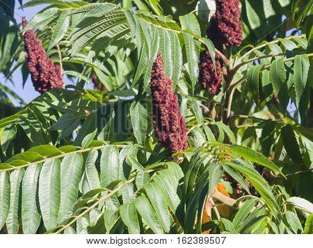 Red flower with green leaves on blooming Staghorn sumac Rhus typhina close-up selective focus shallow DOF