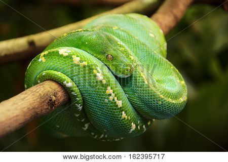 Closeup view of a green tree python