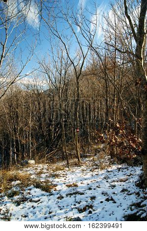 Snow-covered glade in a winter mountain forest
