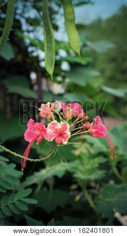Bunch Of Beautiful Orange Flowers on Tree