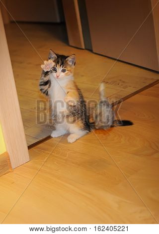 Little striped cat standing in a vertical stance and fighting kung fu against a gray mouse toy