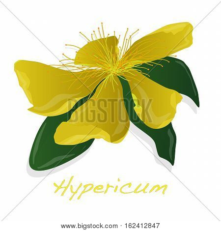 Hypericum Flower