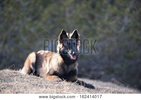 Belgian Shepherd puppy lying down. Dog has long, fluffy hair