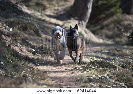 Two dogs competing who is faster.
They are running in forest path.