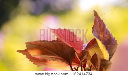 Red plant with leafy bloom in the garden