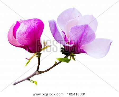 decoration of few magnolia flowers. pink magnolia flower isolated on white background. Magnolia. Magnolia flower. Magnolia flower spring branch isolated on white clipping path included.