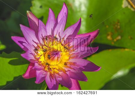 Purple lotus blooming with bee stingers were surrounded