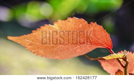 Orange leaf with bokeh mint green background