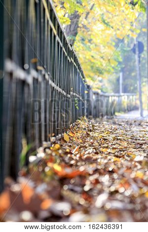 urban road in turin, covered by a blanket of leaves