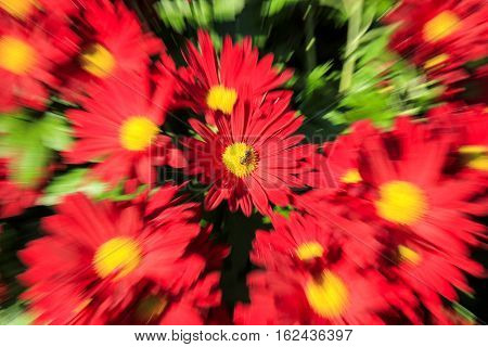 solo bee walking on a re flower in a park