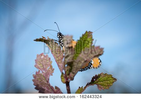 Beautiful Common Tiger butterfly on flower in the outdoor nature, Close up Common Tiger, Butterflies were flying in search of food.