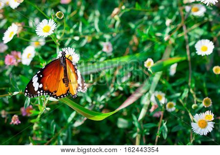 Beautiful Common Tiger butterfly on flower in the outdoor nature, Close up Common Tiger, Butterflies were flying in search of food.