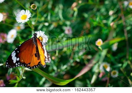 Beautiful Common Tiger butterfly on flower in the outdoor nature, Close up Common Tiger, Butterflies were flying in search of food.