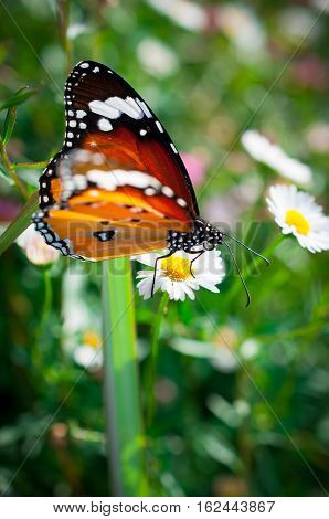 Beautiful Common Tiger butterfly on flower in the outdoor nature, Close up Common Tiger, Butterflies were flying in search of food.