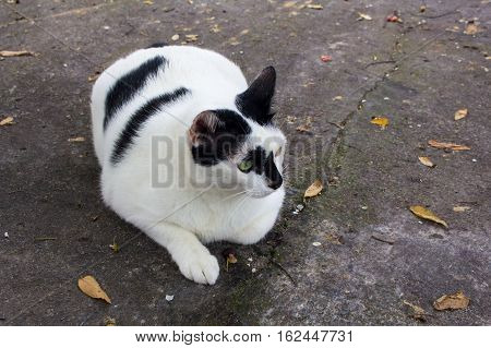 Siamese cat. White chubby. Fat cat close up.