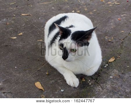Siamese cat. White chubby. Fat cat close up.