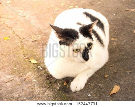 Siamese cat. White chubby. Fat cat close up.