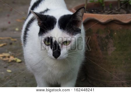 Siamese cat. White chubby. Fat cat close up.