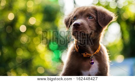 Puppy With Sunset Bokeh Background