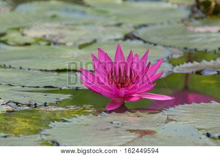 Lotus Flower (lotus Or Nelumbo)