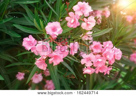 Oleander shrub pink rose flowers with leaves. (Nerium oleander L.)
