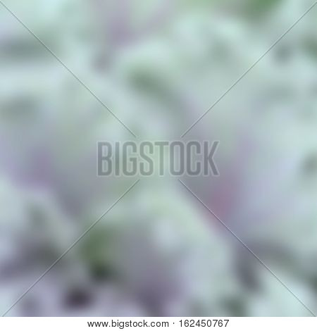 Blurred Background of Blue-green and purple cabbage.