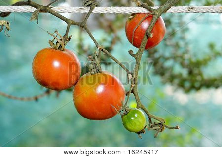 closeup di alcuni pomodori di heirloom appeso su una stringa
