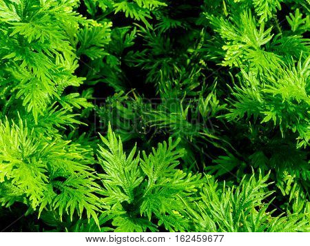 Freshness green leaf of Selaginella involvens fern