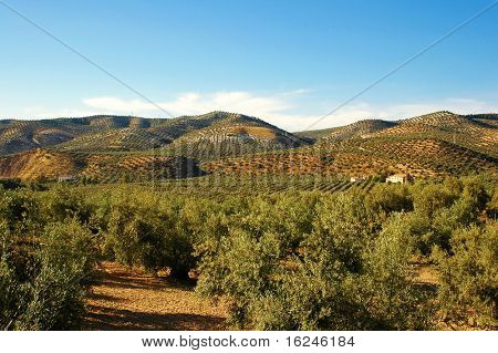 flere olivenlunde i malaga, Andalusien, Spanien