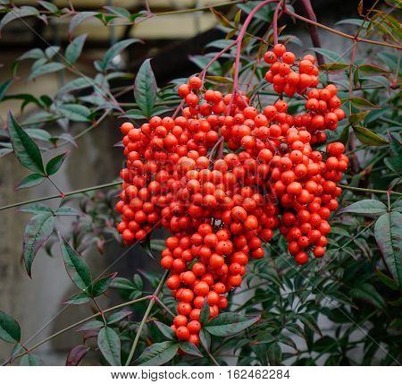 Guelder-rose (viburnum Opulus) Ripe Dupes