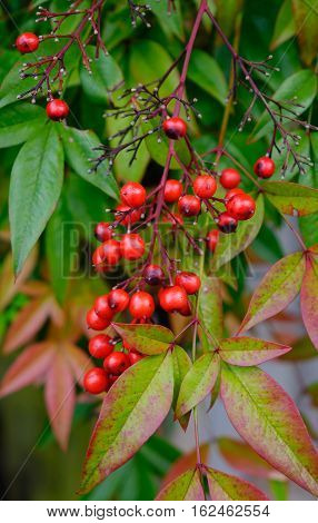 Guelder-rose (viburnum Opulus) Ripe Dupes