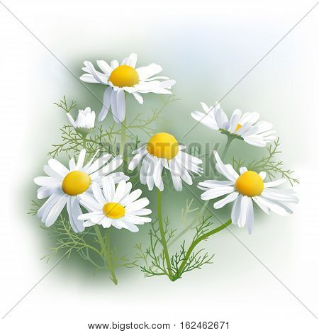 Chamomile - Herbs - Matricaria chamomilla, an aromatic wild flower, used as tea ingredient in herbal medicine.
Hand drawn realistic vector illustration.