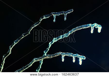 frosen icicles on tree branches night sceen close up picture