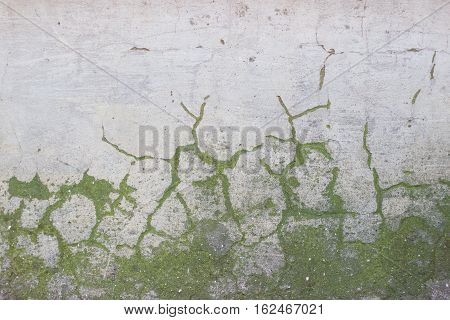 The gray concrete wall covered with green moss