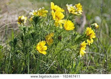 Yellow pheasant's eye. Beautiful spring flowers on green grass