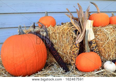 Seasonal Fall Decoration for Harvest and Thanksgiving from Bales of Hay Maize (corn on knob Indian corn) Orange and White mini Pumpkins with (long) stem in front of gray wooden wall