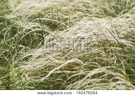 Feather-grass In A Steppe. Texture