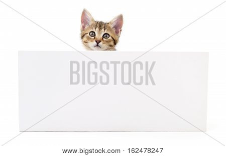 Kitten hanging over blank posterboard you add the message.