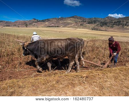 People With Oxen