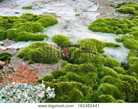 mosses and lichens close-up. moss on the rock