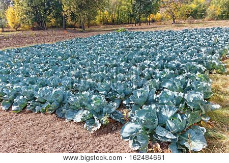 Cabbage plantation in sunny early autumn many leaves damaged by pests