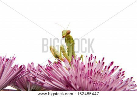 mantis on a flower on a white background